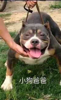 抖音网红狗子与我黑料,揭秘背后的黑料风云